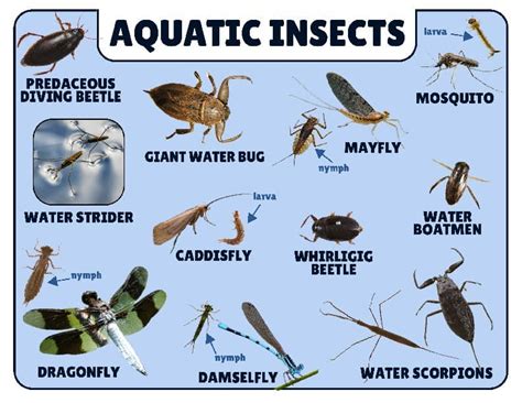 Aquatic insect guide - State of Michigan - muktibox.com