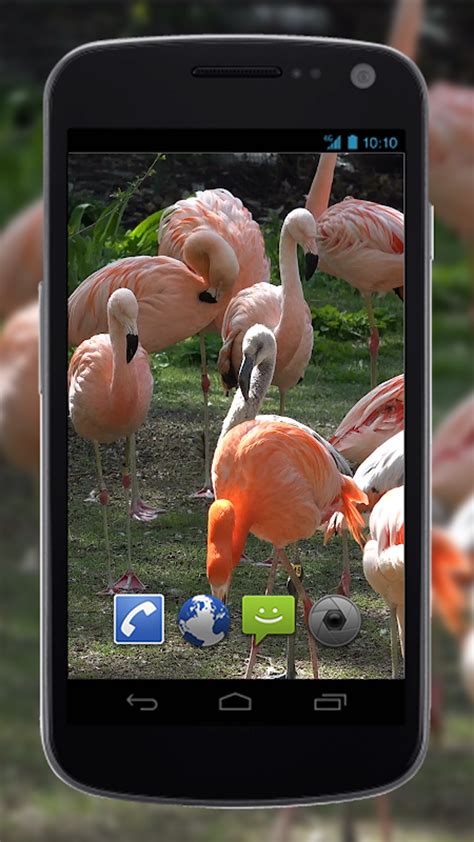 AR Flamingo APK Download for Android 