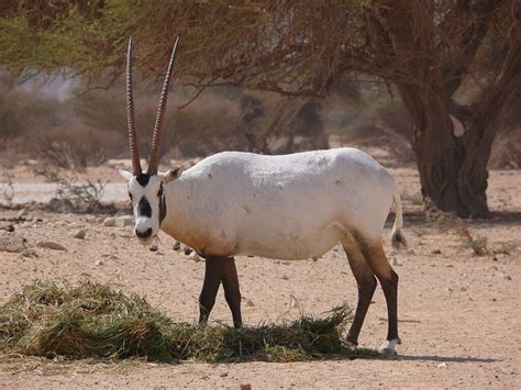 Arabian Oryx Conservation Story - muktibox.com