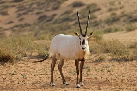 Arabian oryx - muktibox.com