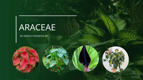 Araceae - Wikipedia bahasa Indonesia, ensiklopedia … - muktibox.com