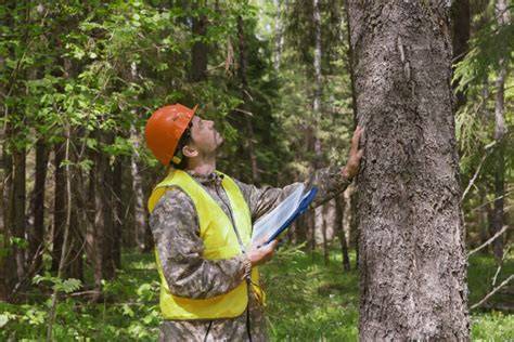 Arborist Evaluation | Old Growth Tree Service - raincitystudios.com