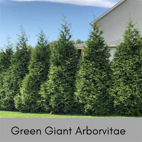 Arborvitae Tree - south-florida-plant - raincitystudios.com