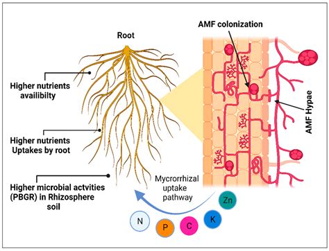 Arbuscular Mycorrhizal Fungi Increased Plant Growth and Nutrient ... - raincitystudios.com