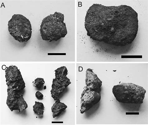 Archaeobotanical study of Patagonian Holocene coprolites, indicators of ... - wintechmobiles.com