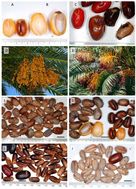 Archaeobotany | Springer Nature Link - wintechmobiles.com