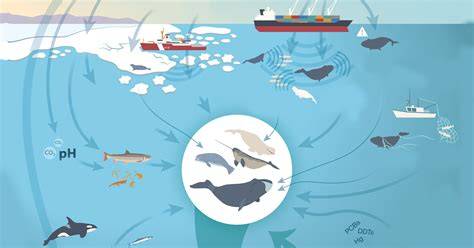 Arctic Marine Ecology - University of T | Educatly - raincitystudios.com