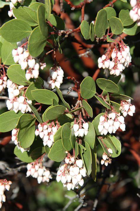 Arctostaphylos Adans.: manzanita - US Forest Service - raincitystudios.com