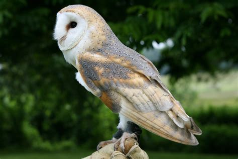 Are Barn Owls a Cost-Effective Alternative to Lethal Trapping ... - muktibox.com