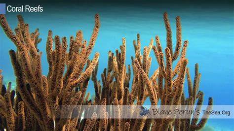 Are Coral Reefs Plants - wintechmobiles.com