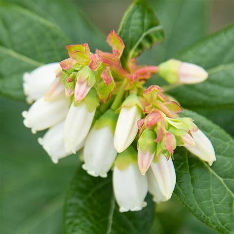 Are Plants From Lowes Safe For Pollinators - raincitystudios.com