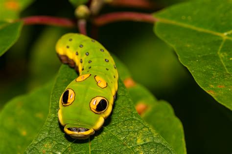 ARE YOU LOOKING AT ME? HOW INSECTS SEE THE WORLD