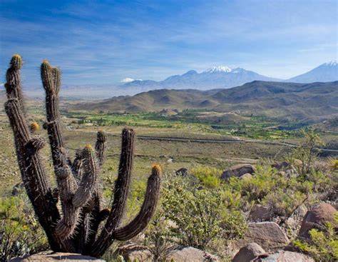 Arid Montane Scrub - Avian Report - raincitystudios.com