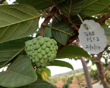 Arka Sahan Annona: Smart Farming for All-Season Profitability - raincitystudios.com