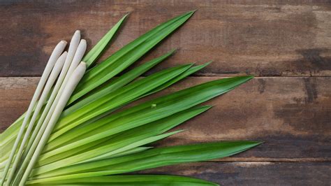 aroma terapi sereh - elchoricharrua.com