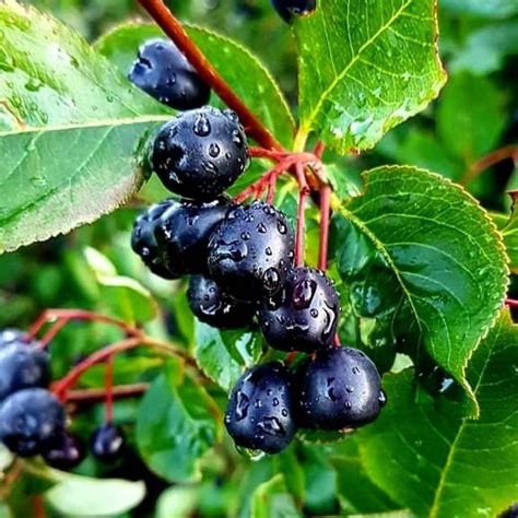 codini.rgarabwor.edu.pl. 