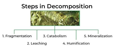 Arrange the given important steps of decomposition in their correct ... - wintechmobiles.com