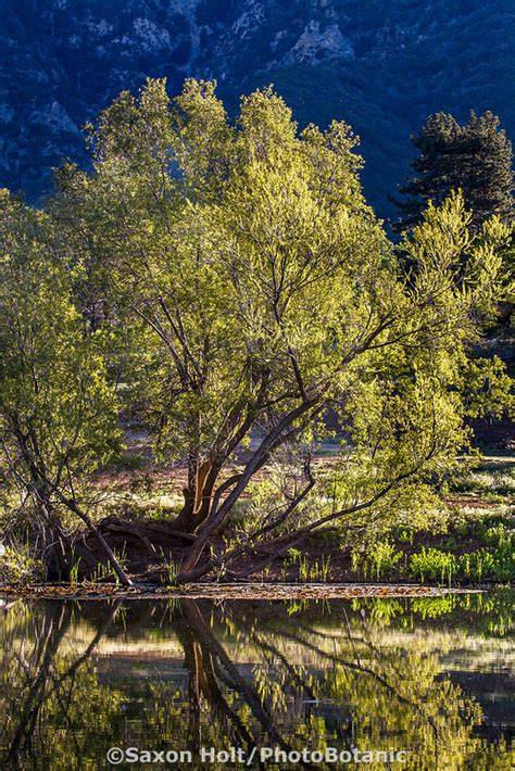 Arroyo Willow - Calscape - raincitystudios.com