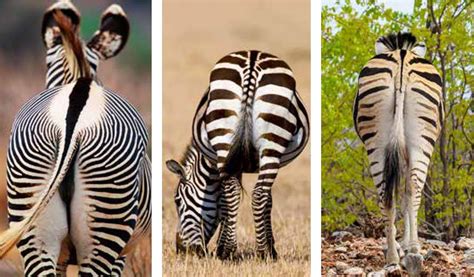 ARTER: Zebror, &aring;snor och h&auml;star - V&auml;rldsnaturfonden WWF