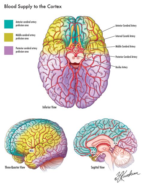 ARTERIAL BLOOD SUPPLY TO THE BRAIN pptx