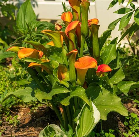 arti arum - elchoricharrua.com