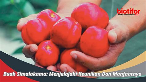 Arti Buah Simalakama Adalah - muktibox.com