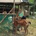 ARTI MEKI pose terpopuler & bocoran milf Korea pilihan fidio bokep jepan 56 menit video dewasa barat HD 60 image 1
