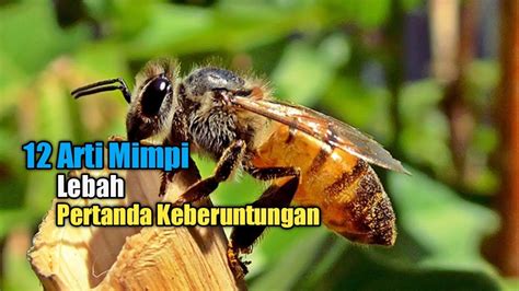 arti mimpi di serang lebah - elchoricharrua.com