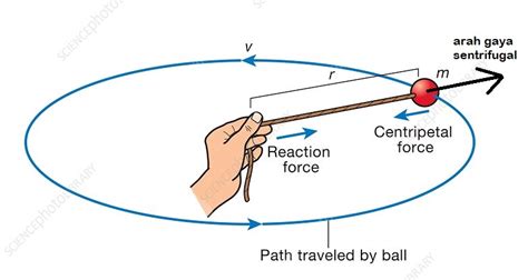 arti sentrifugal - elchoricharrua.com