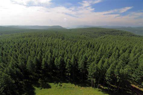 Artificial forest conversion into grassland alleviates deep-soil ... - raincitystudios.com
