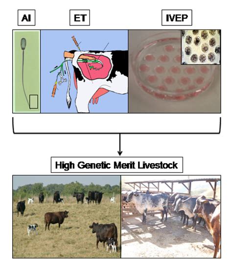 Artificial Insemination and Embryo Transfer: Emerging Technologies in ... - muktibox.com