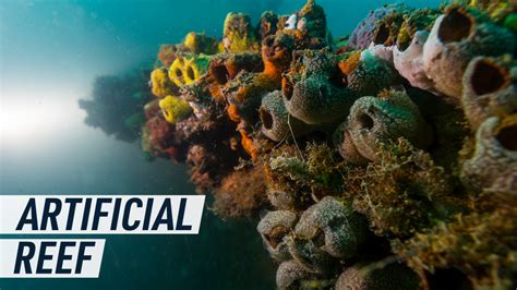 Artificial Reefs: A Review - SAGE Journals - muktibox.com