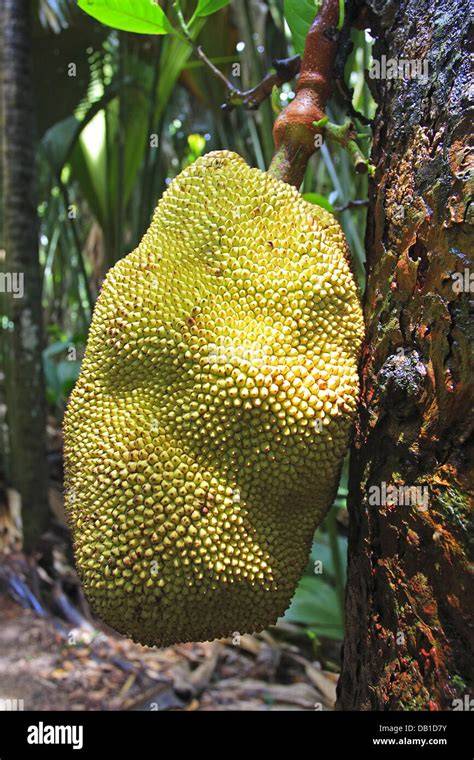 Artocarpus heterophyllus, Jackfruit, and Other Artocarpus spp ... - raincitystudios.com