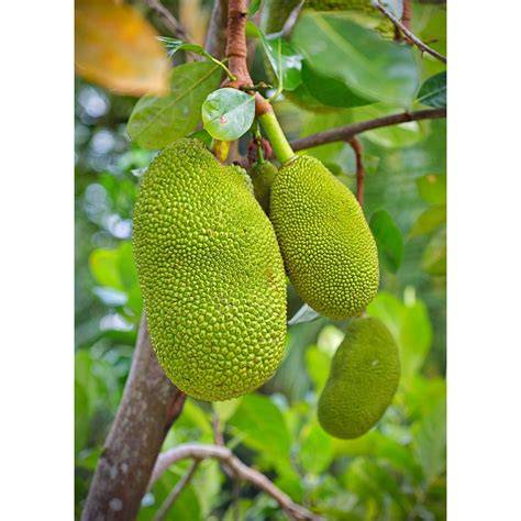 Artocarpus heterophyllus, Jackfruit Tree Seedling - Live Plant - raincitystudios.com