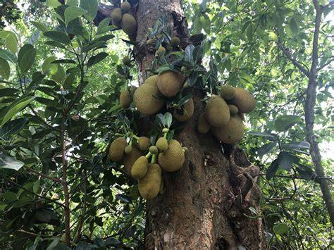 Artocarpus heterophyllus: Systematics, Habitat, … - raincitystudios.com