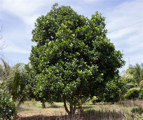 Artocarpus heterophyllus / IPlantz - raincitystudios.com