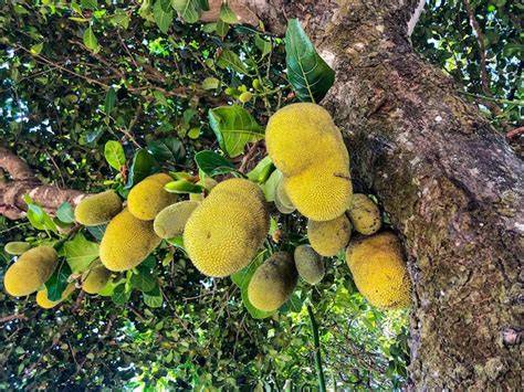 Artocarpus heterophyllus | Springer Nature Link - raincitystudios.com