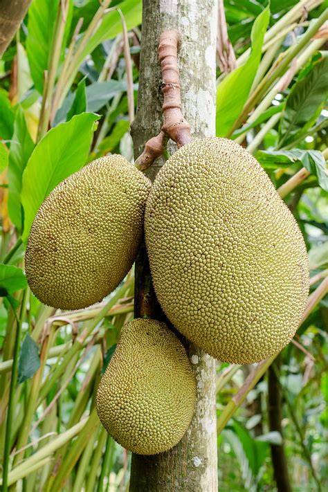 Artocarpus heterophyllus Lam. - RNGR - raincitystudios.com