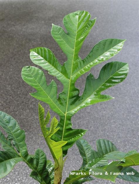 Artocarpus sericicarpus — Grokipedia - raincitystudios.com