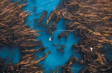 As Oceans Warm, Scientists Fight to Save … - raincitystudios.com