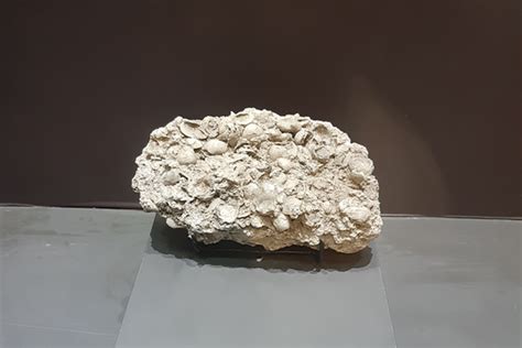 Asal-usul Penemuan Kjokkenmoddinger Pertama - wintechmobiles.com