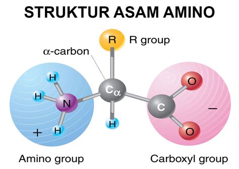 Asam amino - Wikipedia bahasa Indonesia, ensiklopedia bebas - wintechmobiles.com