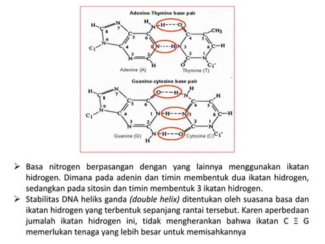 Asam deoksiribonukleat - Wikipedia bahasa Indonesia, … - wintechmobiles.com