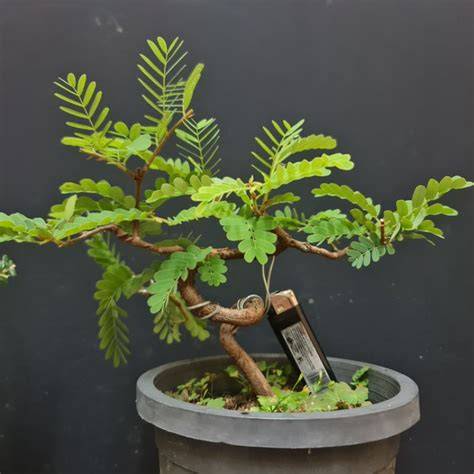 Asam Jawa untuk Bonsai - Agro Bibit ID - raincitystudios.com