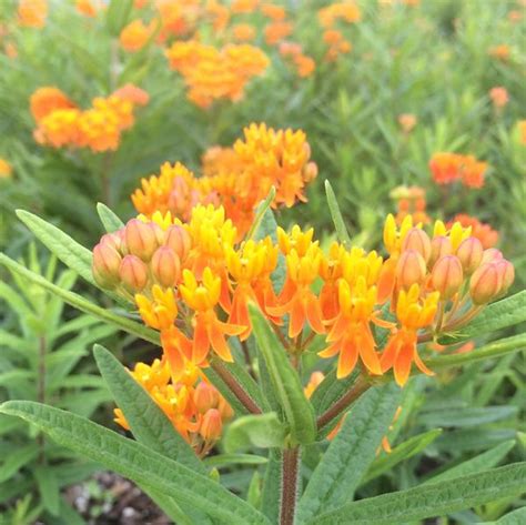 ASCLEPIAS TUBEROSA `GAY BUTTERFLIES