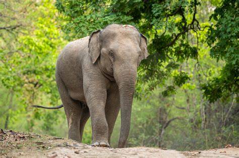 Asian Elephant | WWF | World Wildlife Fund - raincitystudios.com