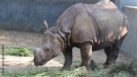 Asian Rhinoceros - WWF - muktibox.com