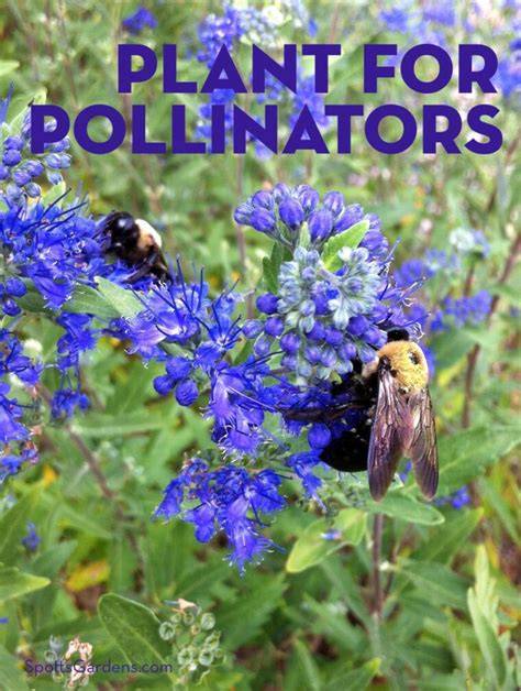 Ask an Expert: Best Pollinator Plants for the Garden - raincitystudios.com