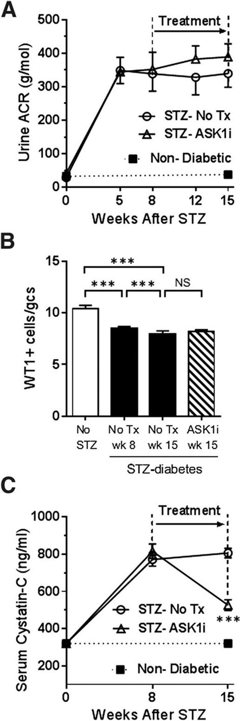 ASK1 Inhibitor Halts Progression of Diabetic Nephropathy in