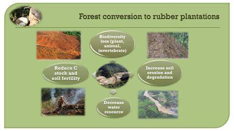 Assessing the impact of forest conversion to plantations on soil ... - raincitystudios.com